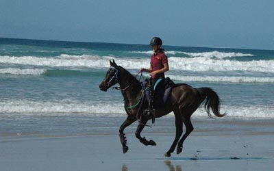 Horse Riding on the beach at Noosa.